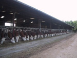 séminaire, élevage méditerranéen, viande méditerranéenne, production animale méditerranéenne